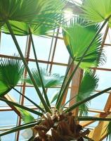 construção de telhado de palma e madeira foto