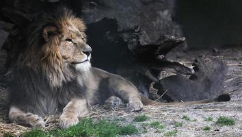 animais no zoológico foto