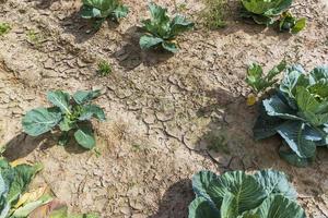 campo agrícola onde o repolho é cultivado em repolhos foto