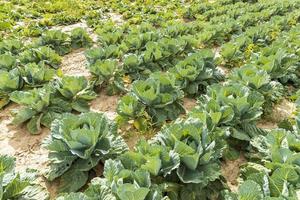 campo agrícola onde o repolho é cultivado em repolhos foto