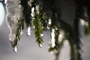 árvore coberta de neve fresca na noite de inverno foto