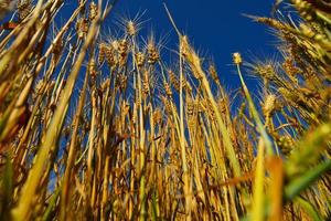 campo de trigo com céu azul ao fundo foto