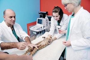 veterinário e assistente em uma clínica de pequenos animais foto