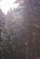 paisagem de inverno na floresta ao pôr do sol foto