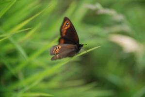 borboleta de sobrancelha na grama foto