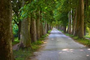estrada rural através do beco da árvore em foto