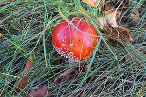 cogumelo venenoso vermelho amanita muscaria conhecido como mosca agaric ou mosca amanita na grama verde. foto