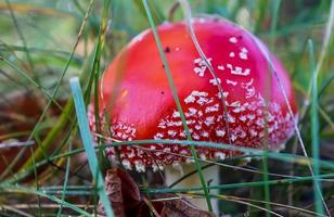 cogumelo venenoso vermelho amanita muscaria conhecido como mosca agaric ou mosca amanita na grama verde. foto