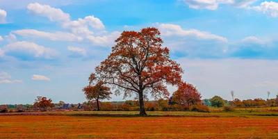 bela vista panorâmica em uma paisagem de outono dourada encontrada na europa foto