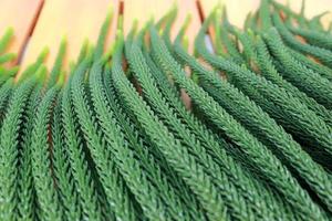 folhas de pinus de cor verde em fundo de madeira foto