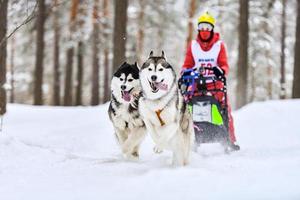corrida de cães de trenó husky siberiano foto