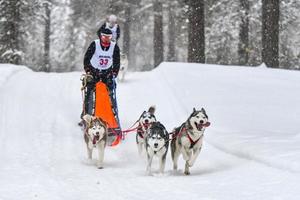 corrida de cães de trenó husky siberiano foto