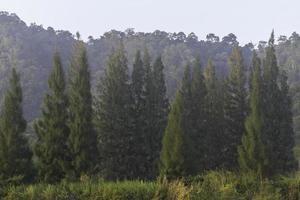 pinheiro e montanha foto