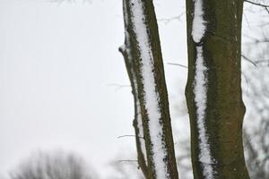 troncos de árvores cobertos de neve, paisagem de inverno, copie o espaço foto