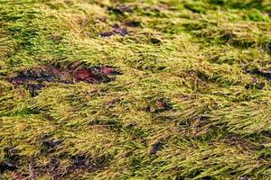 musgo verde brilhante cobrindo o tronco de árvore na floresta foto