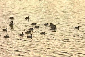 pássaros flutuando na água ao pôr do sol desaparecendo. fulica atra, galeirão foto