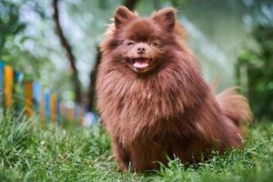 cão marrom spitz pomeranian no jardim foto