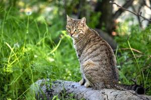 retrato de gato selvagem de beleza com olhos verdes na floresta foto