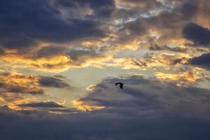 silhueta de cegonha branca natural em voo contra um céu colorido incrível foto