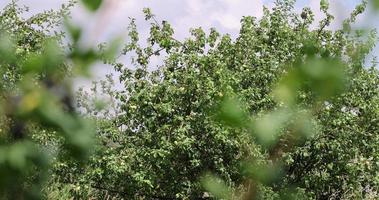 um pomar de macieiras com um grande número de árvores jovens foto