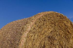 um campo com cereais no verão foto