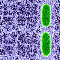 vírus, bactérias, fundo 3d médico de fungos. omicron, rinovírus, infecção por hpv, hiv, adenovírus, células do vírus da doença da gripe, anticorpo, bacteriófago foto