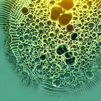 bactérias vírus ou germes células de microorganismos. ilustração médica. ilustração 3D. uma renderização 3d de alta resolução foto