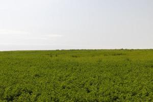 campo com grama para colheita de forragem para vacas foto