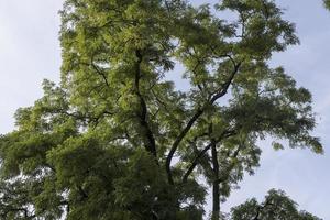 diferentes árvores crescendo juntas na floresta foto