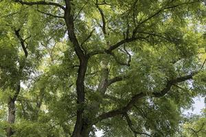 diferentes árvores crescendo juntas na floresta foto