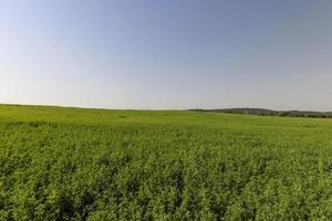 campo com grama para colheita de forragem para vacas foto