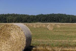 um campo com cereais no verão foto