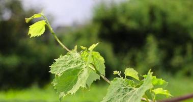 folhagem verde de uvas em tempo ventoso ensolarado foto