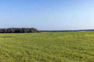 campo com grama para colheita de forragem para vacas foto