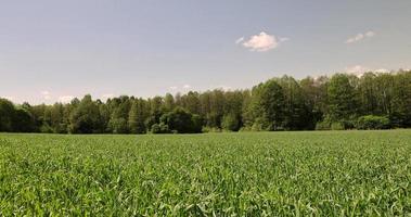 um campo agrícola onde crescem cereais verdes foto