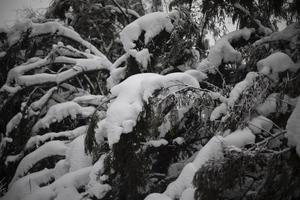 árvore caída no inverno. neve nos galhos. abeto caiu. floresta de inverno. foto