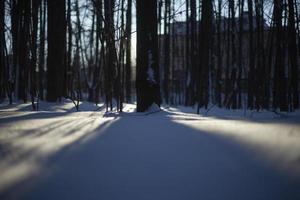 paisagem de neve. sombras na neve, o sol se põe atrás das árvores no inverno. foto