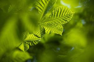 folhas verdes de castanha contra o céu. folhas no verão. rica cor verde clara. detalhes da natureza. foto
