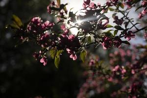 floração de macieiras no jardim. flores à luz do sol. foto