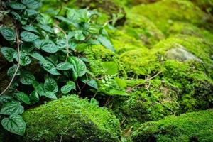 lindo musgo verde brilhante crescido cobre as pedras ásperas foto