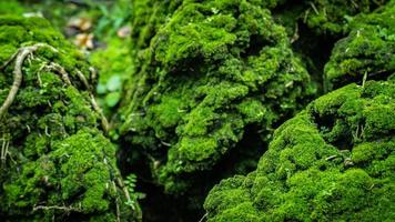 lindo musgo verde brilhante crescido cobre as pedras ásperas foto