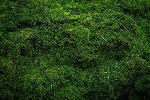 lindo musgo verde brilhante crescido cobre as pedras ásperas foto