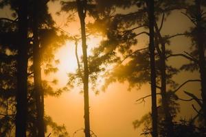 fotos de paisagem de pinheiros com a luz do sol, a natureza é linda