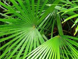 close-up imagem borrada de folhas de palmeira verde. foto