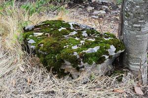 uma grande pedra com musgo verde foto