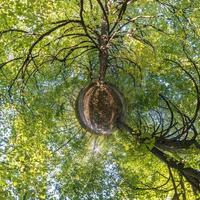 pequena transformação do planeta do panorama esférico 360 graus. vista aérea abstrata esférica na floresta com ramos desajeitados. curvatura do espaço. foto