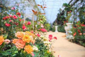 lindas rosas naturais frescas no jardim de flores foto