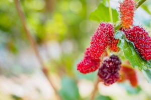 frutas frescas de amora vermelha no galho de árvore foto