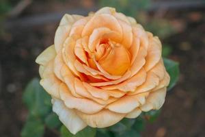 lindas rosas naturais frescas no jardim de flores foto