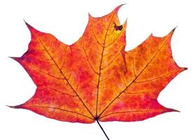 uma folha de bordo vermelho de outono foto